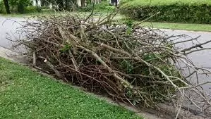 Branch Pile