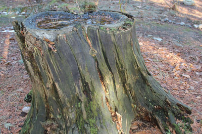 stump