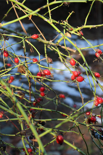 lakeview_arboretum_rose_hips